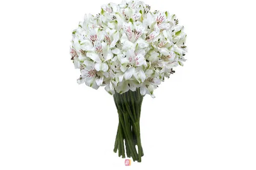 Альстромерия Фото белый цветок в вазе