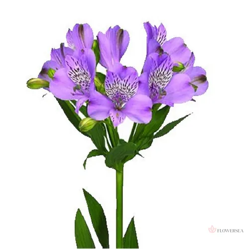 Альстромерия Фото фиолетовый цветок крупным планом