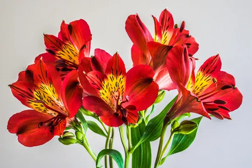 Альстромерия Фото группа красных цветов