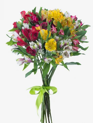 Альстромерия Фото букет разноцветных цветов
