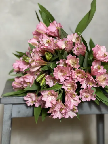 Альстромерия Фото растение с розовыми цветами