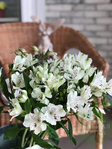 Альстромерия Фото букет белых цветов