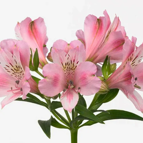 Альстромерия Фото розовый цветок крупным планом