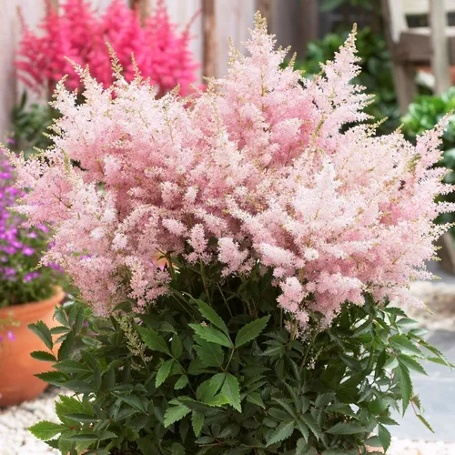 Астильба Фото растение с розовыми цветами