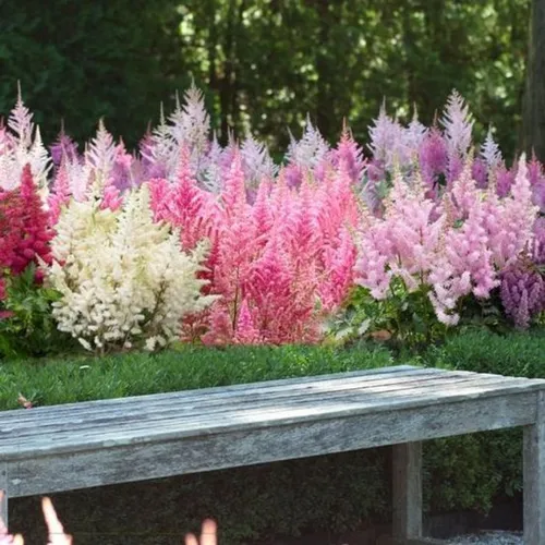 Астильба Фото скамейка с цветами