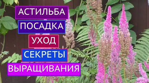 Астильба Фото знак с фиолетовыми цветами