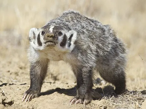 Барсук Фото маленькое животное, стоящее на грязи