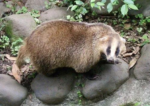Барсук Фото коричневое животное, лежащее на скалах