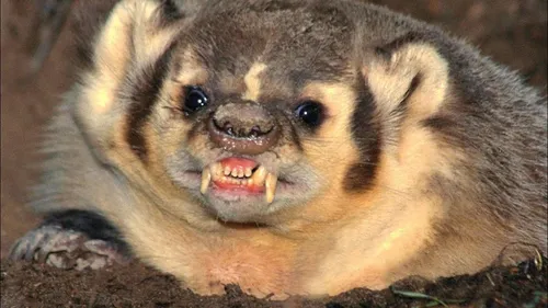 Барсук Фото ленивец с открытым ртом