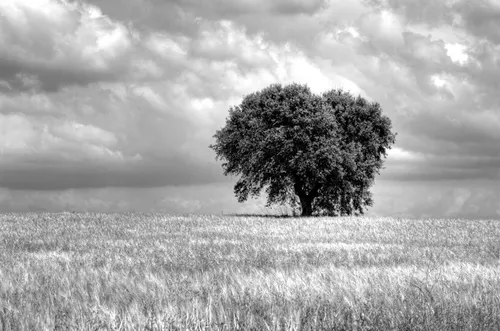 Белое Фото дерево в поле