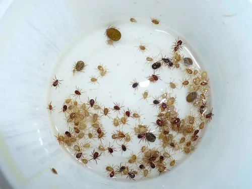 Блоха Фото группа муравьев на белой тарелке