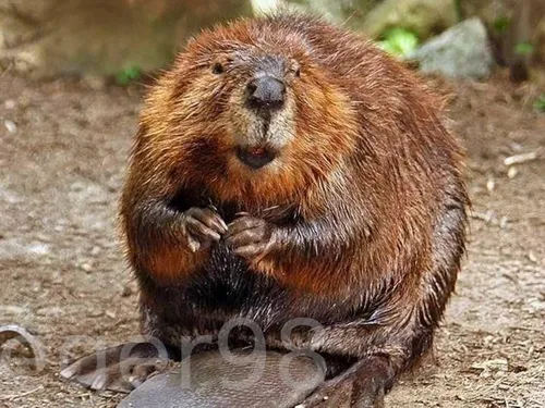 Бобер Фото коричневое животное, положившее руки на пень