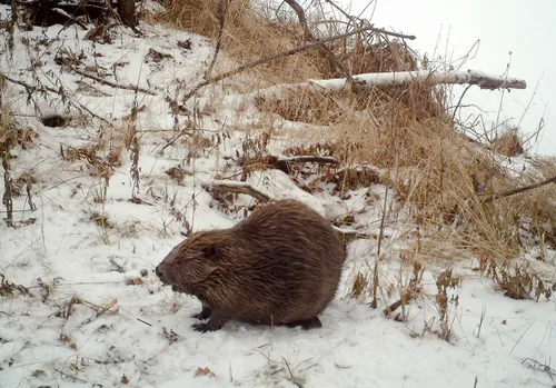 Бобер Фото коричневое животное на снегу