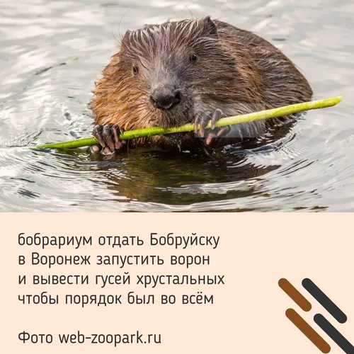 Бобер Фото медведь плавает в воде