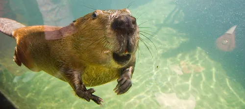 Бобер Фото коричневое животное в воде