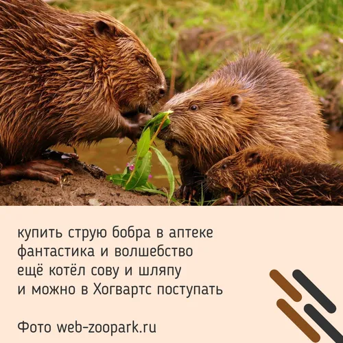Бобер Фото два бурых медведя едят траву