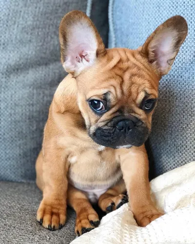 Бульдог Фото маленькая коричневая собака