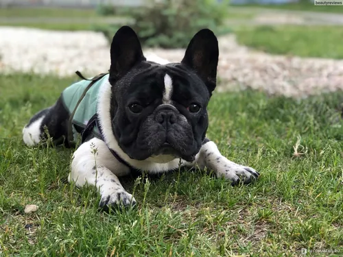 Бульдог Фото собака, лежащая в траве
