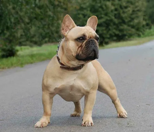 Бульдог Фото собака на дороге