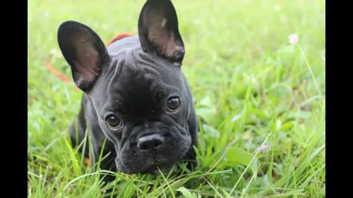 Бульдог Фото маленькая черная собака в траве