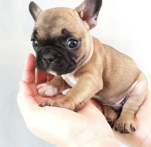 Бульдог Фото маленький щенок, которого держат в руке