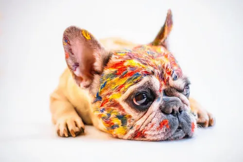 Бульдог Фото собака с желтой биркой на ухе