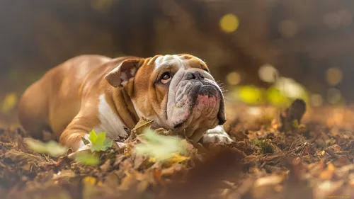 Бульдог Фото собака, лежащая в листьях