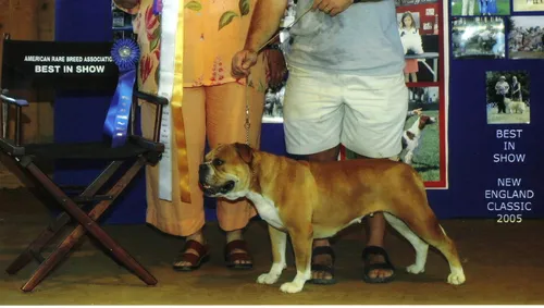 Бульдог Фото собака, стоящая рядом с человеком