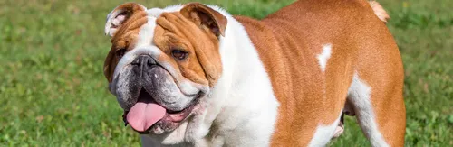 Бульдог Фото собака с высунутым языком