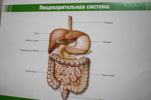 Где Болит При Панкреатите Фото в хорошем качестве