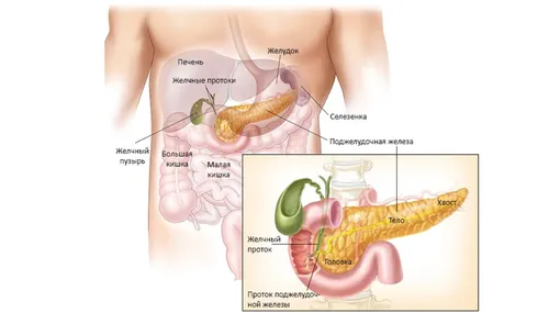 Где Болит При Панкреатите Фото бесплатные картинки
