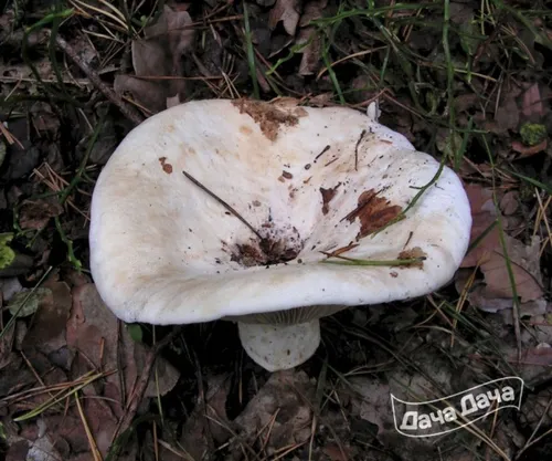Грузди Фото белый гриб с коричневыми пятнами