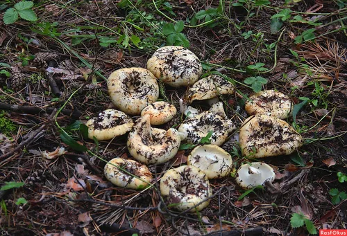 Грузди Фото группа грибов, растущих в земле