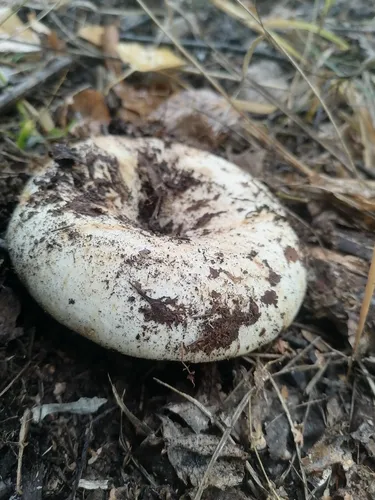 Грузди Фото гриб в земле