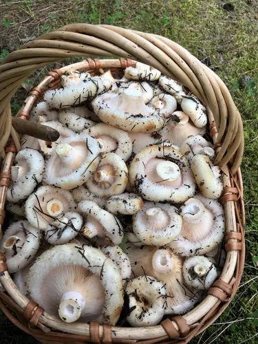 Грузди Фото корзина грибов