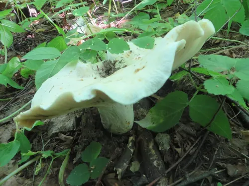 Грузди Фото белый гриб, растущий в земле