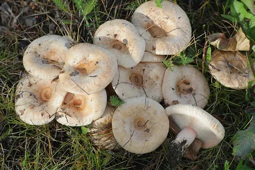 Грузди Фото группа грибов
