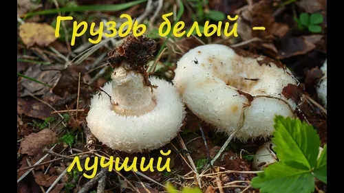 Грузди Фото грибы растут в грязи
