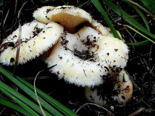 Грузди Фото грибы крупным планом