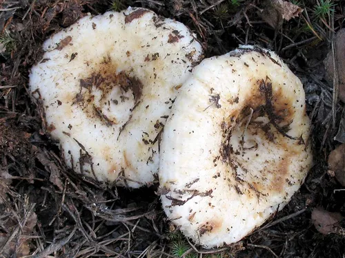Грузди Фото пара грибов