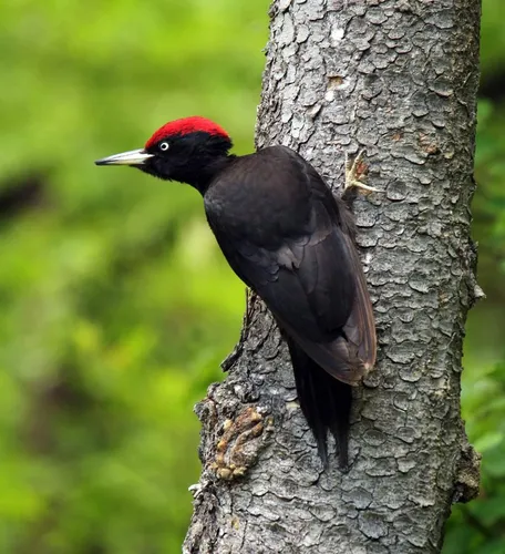 Дятел Фото черная птица на дереве