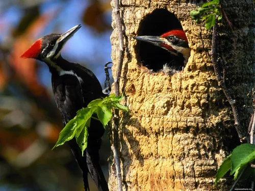 Дятел Фото пара птиц на дереве