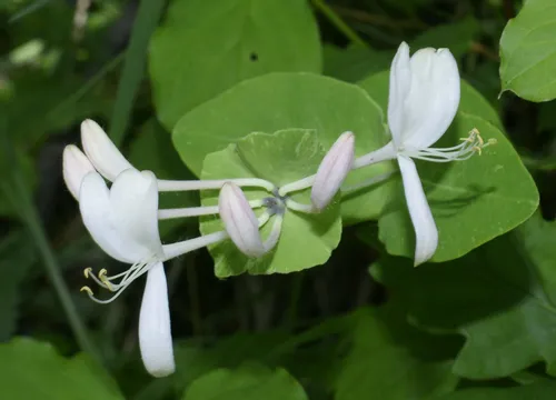 Жимолость Фото белый цветок с зелеными листьями