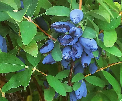 Жимолость Фото синие ягоды на дереве