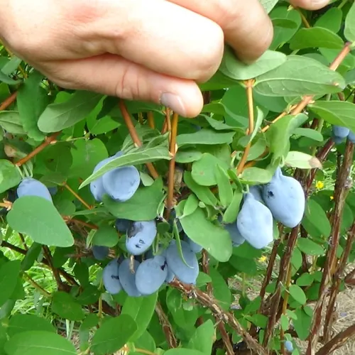 Жимолость Фото рука, держащая голубые ягоды