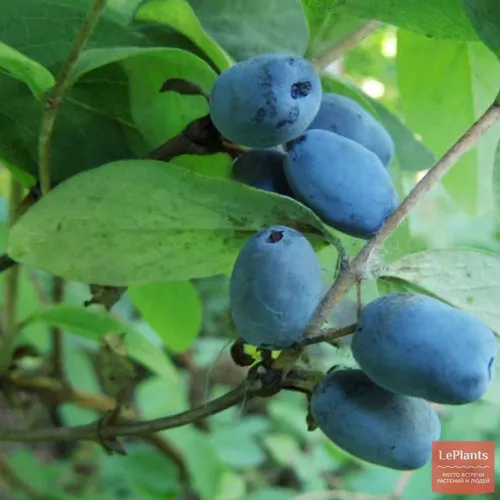 Жимолость Фото группа синих ягод на ветке дерева