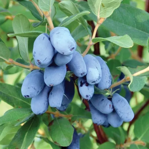 Жимолость Фото куча синих ягод на дереве