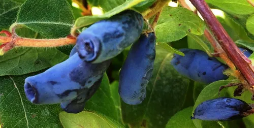 Жимолость Фото сине-белая змея на листе