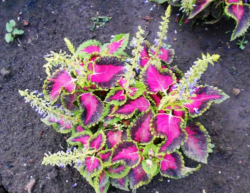 Колеус Фото растение с фиолетовыми цветами