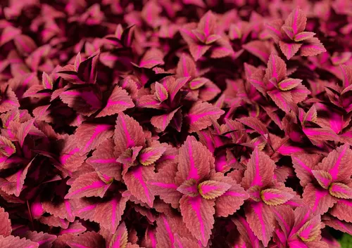 Колеус Фото группа фиолетовых листьев